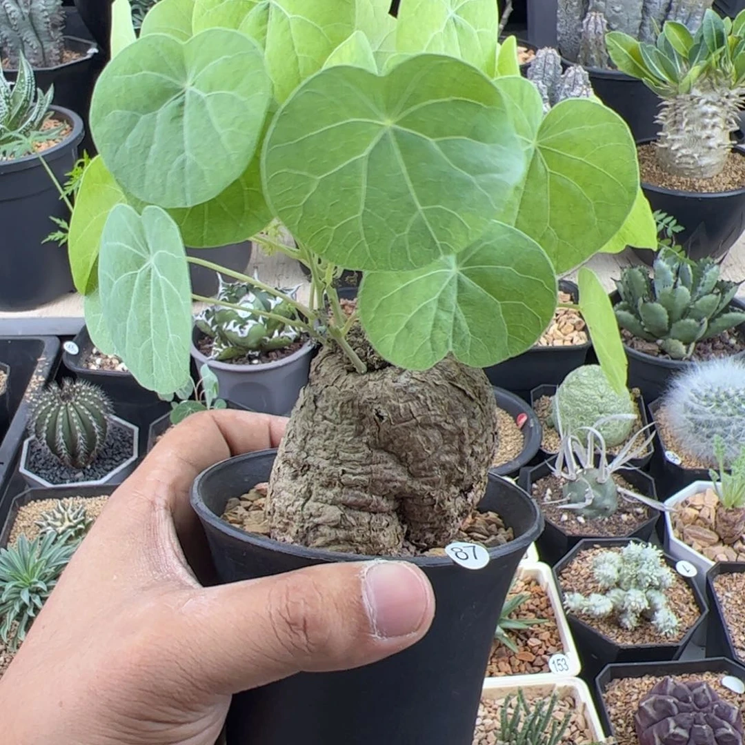 冰蓝龟一物一拍带盆发
