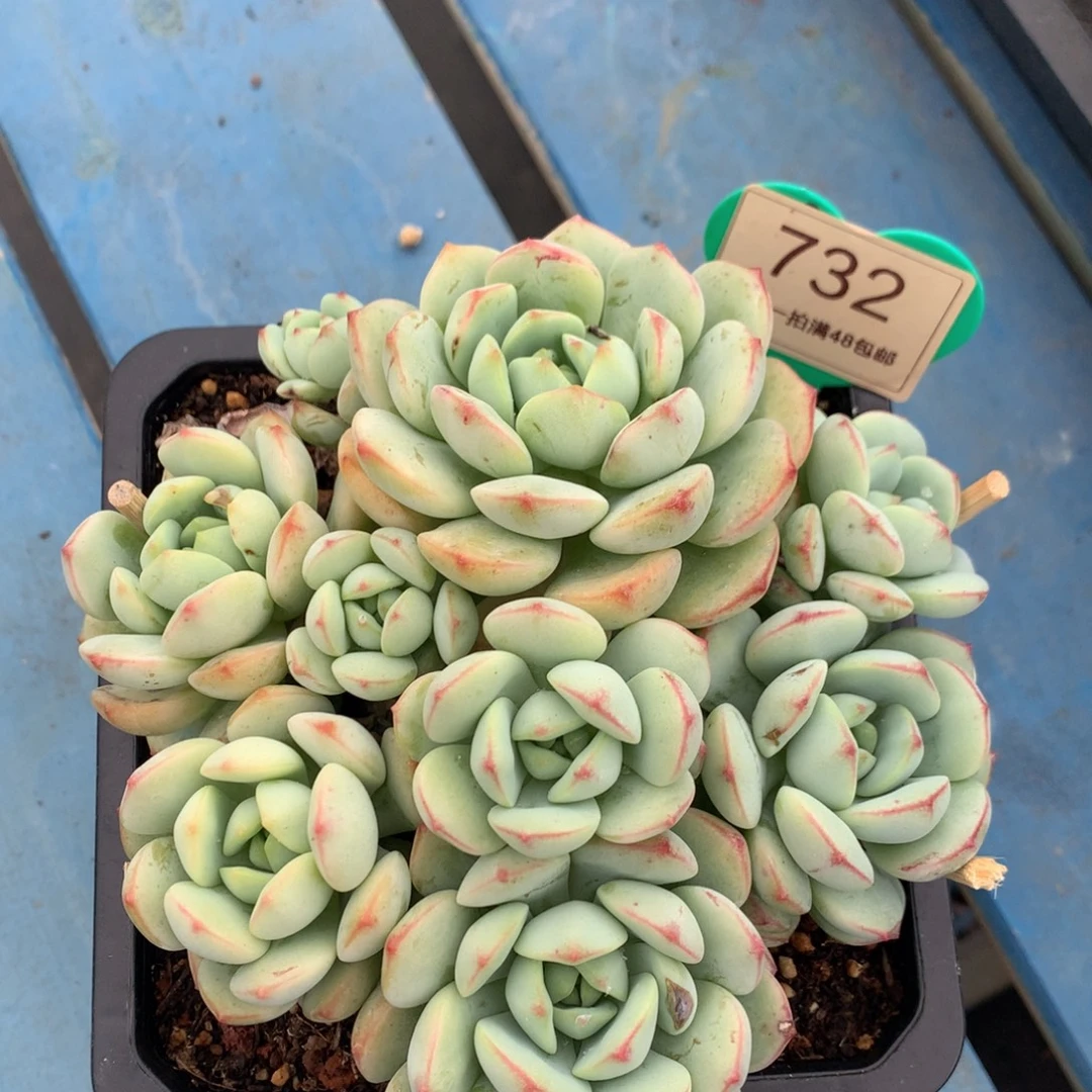 香草老桩无砍平头732