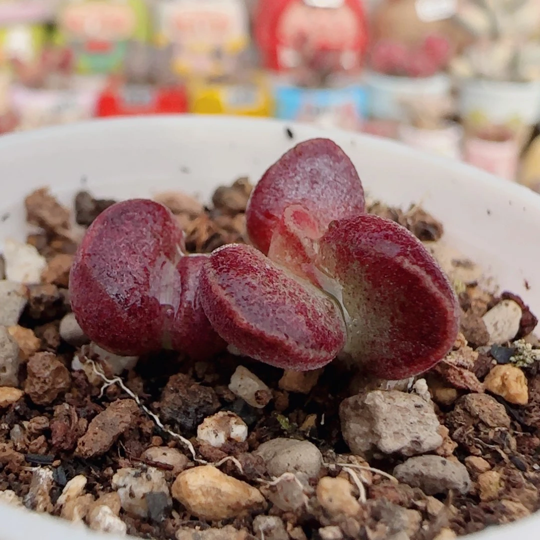 艾薇水泡 盆口2.5cm