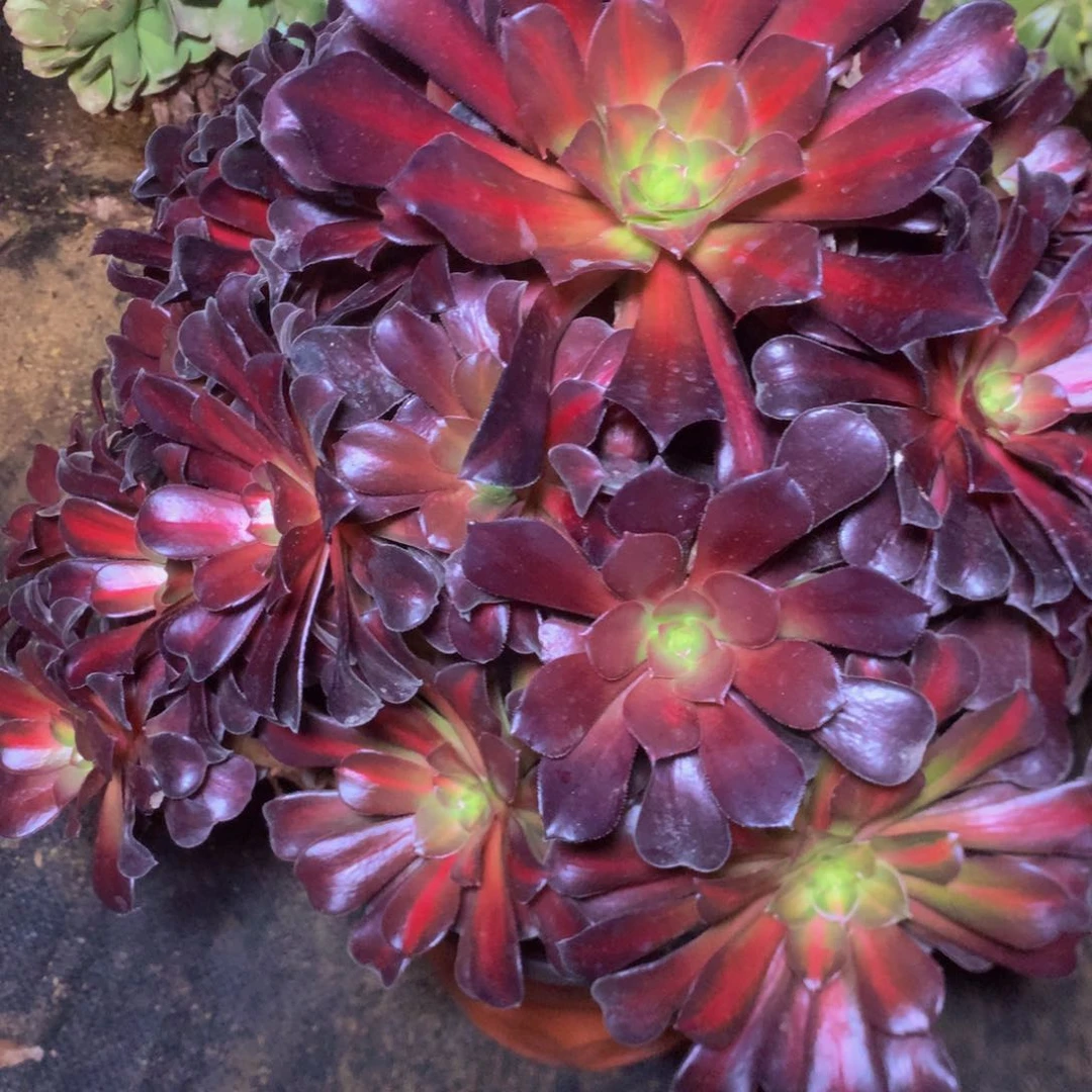 568花娜多肉植物