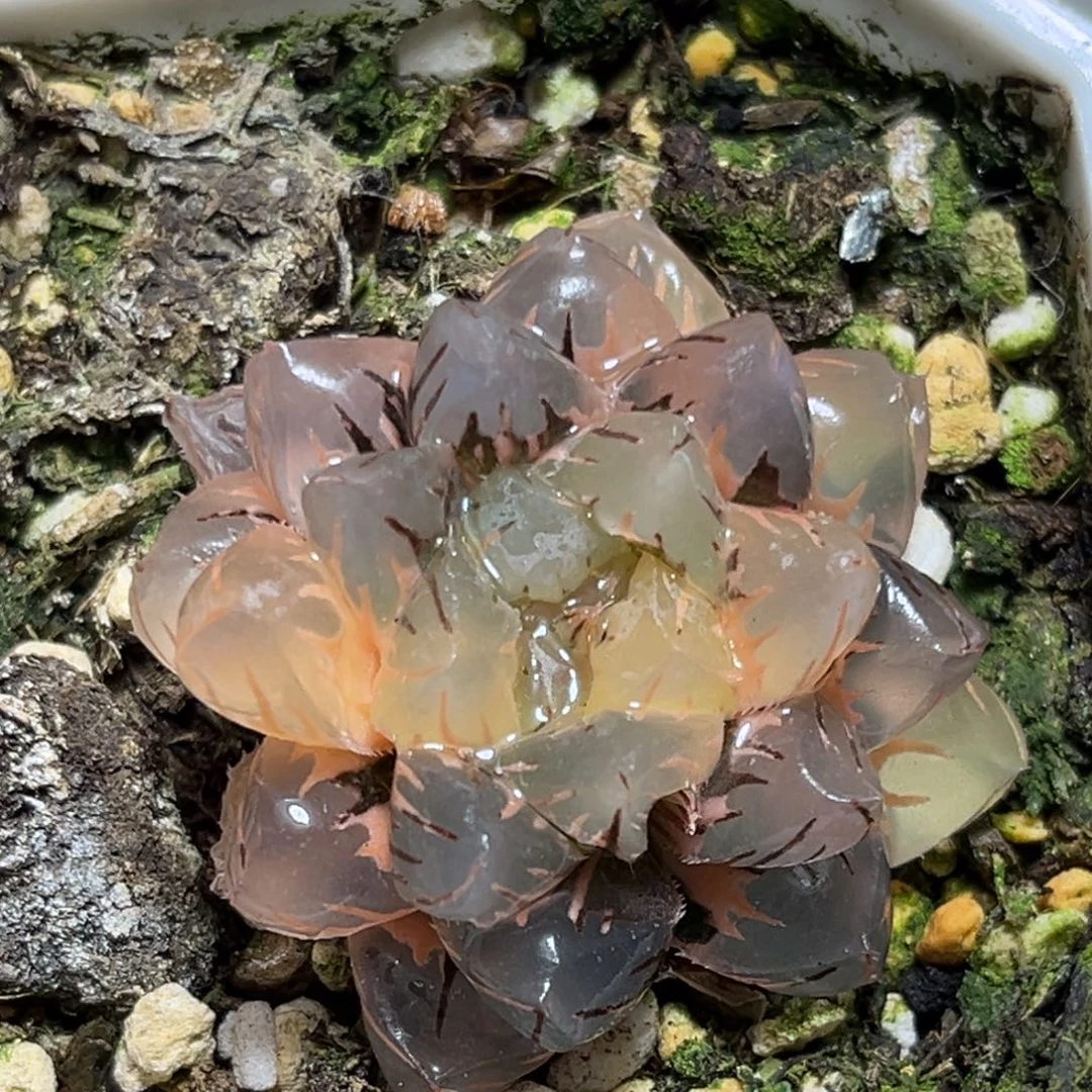 恭喜发财大吉大利749