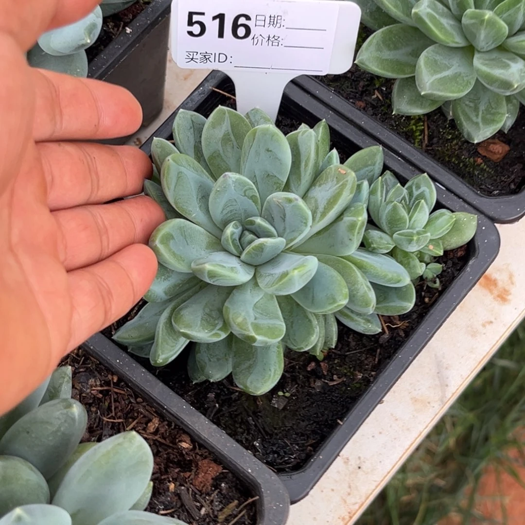 黛拉多肉植物516号