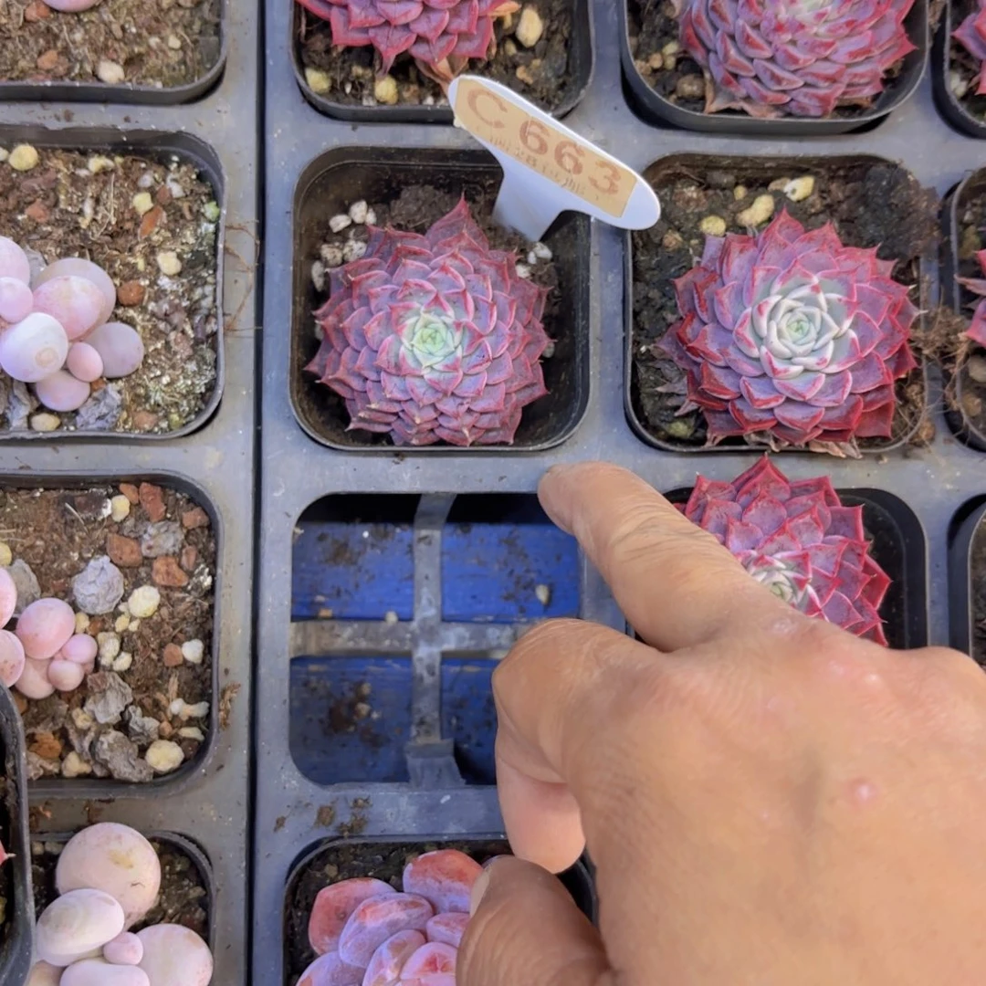 C663腮红一物一拍