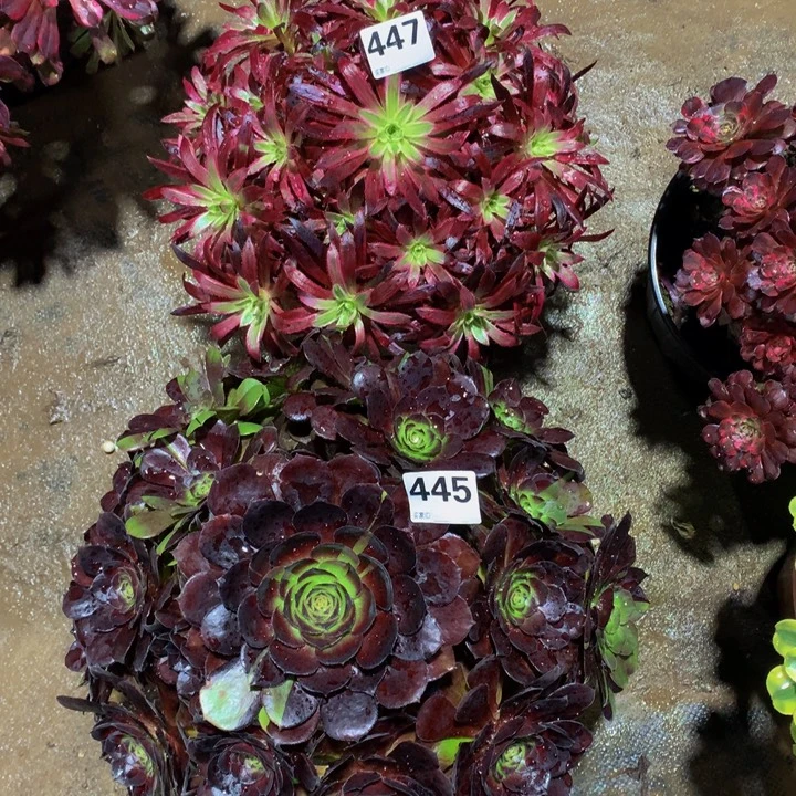 非***域无花朵447 455000000000