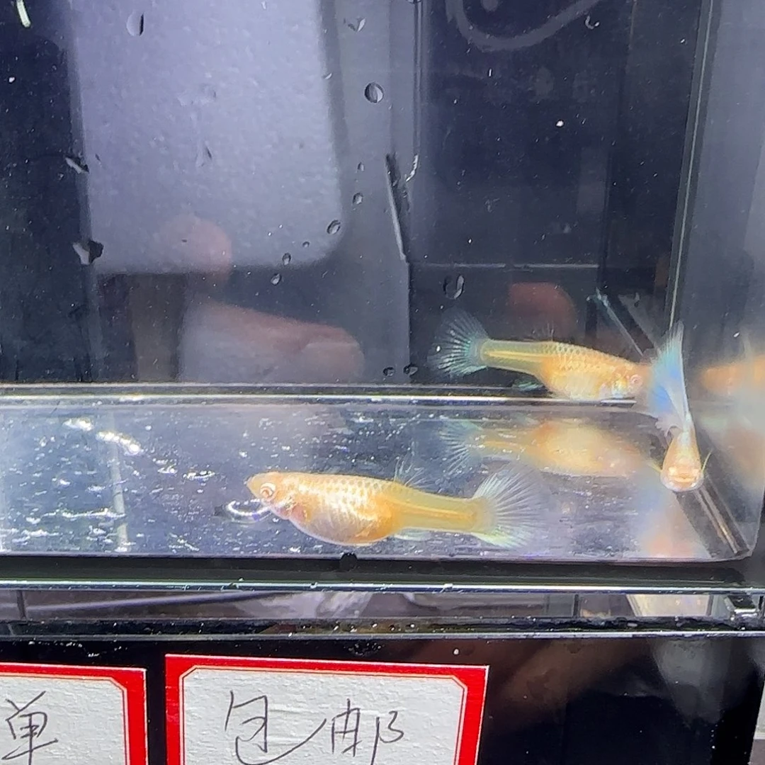 孔雀鱼蓝白一公两母