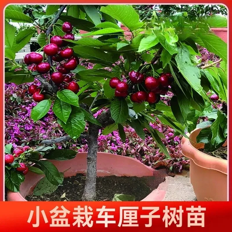 【原土原盆】正宗对版车厘子树苗嫁接苗盆栽水果适合北方顺丰包邮