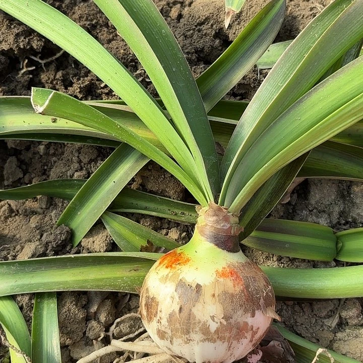 宜*白鬼有标带土七➕