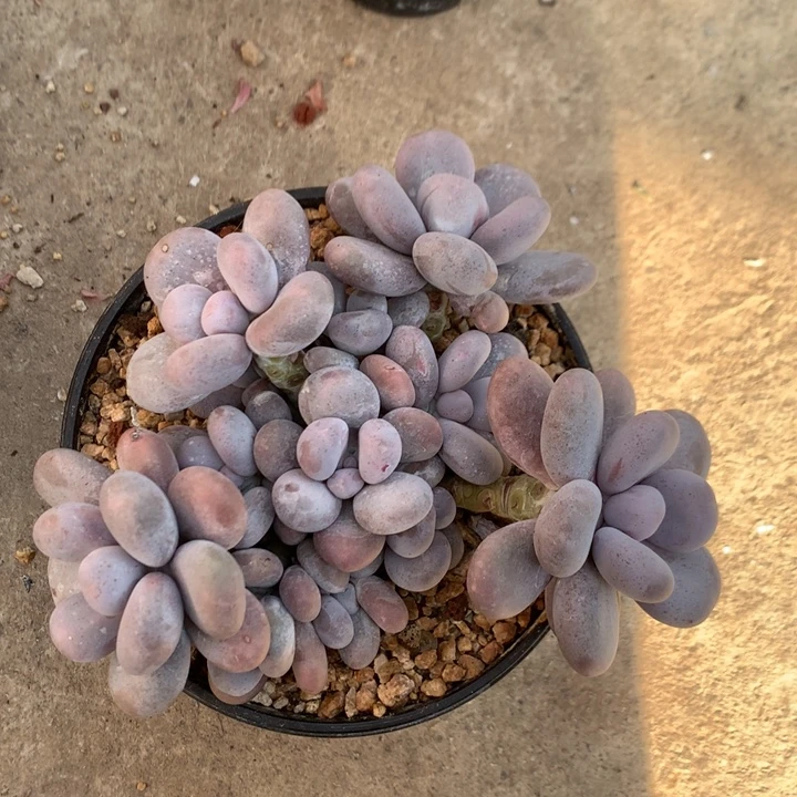 多肉植物水光针奶酪群生