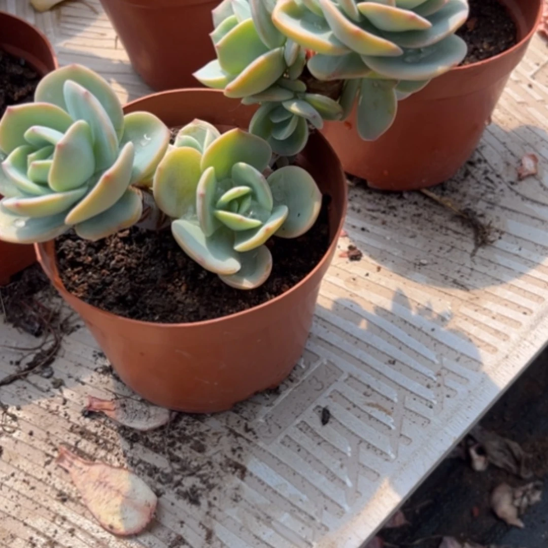 【闪购商品】徐*白凤