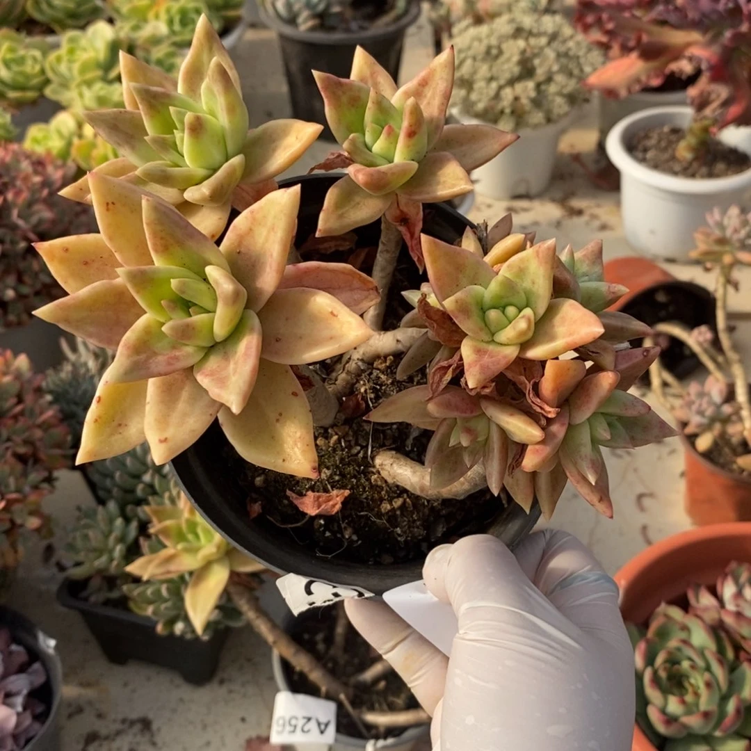 039黄金表丽娜一物一拍