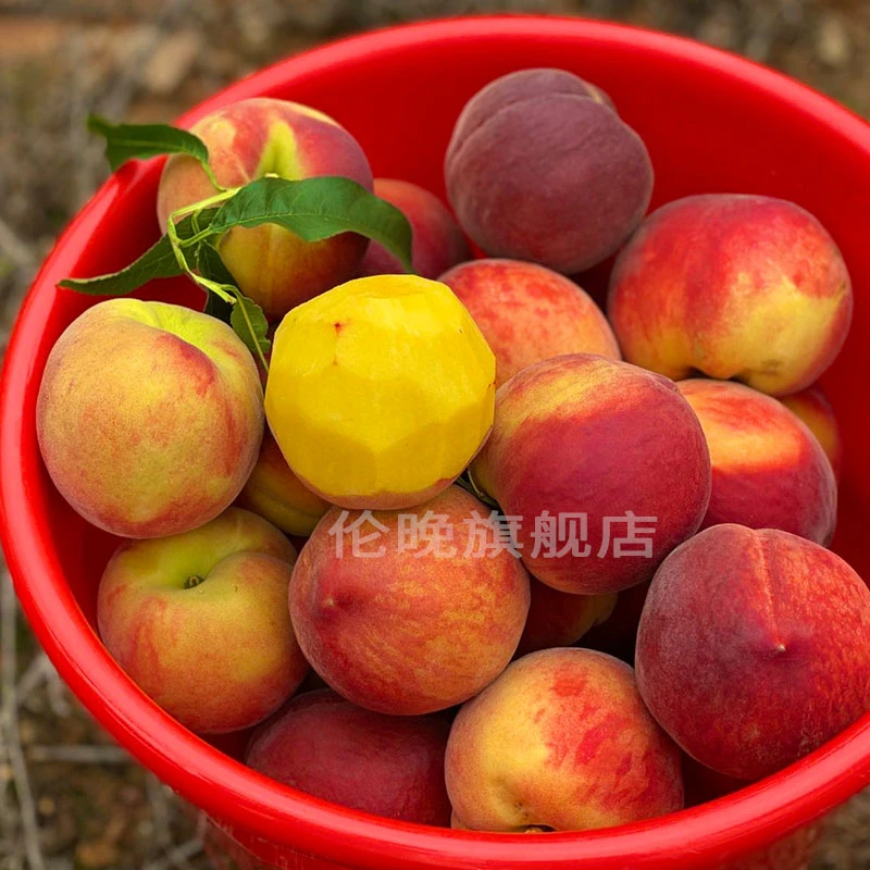 湖北襄阳现摘彩虹黄桃 脆甜软糯多汁 净重4.5斤