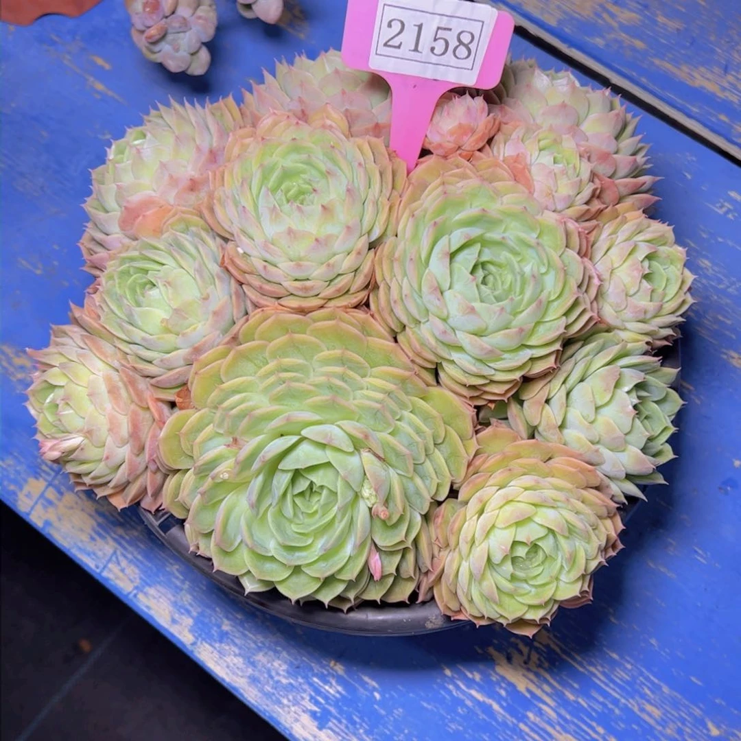 七****）昂斯诺2158多肉植物