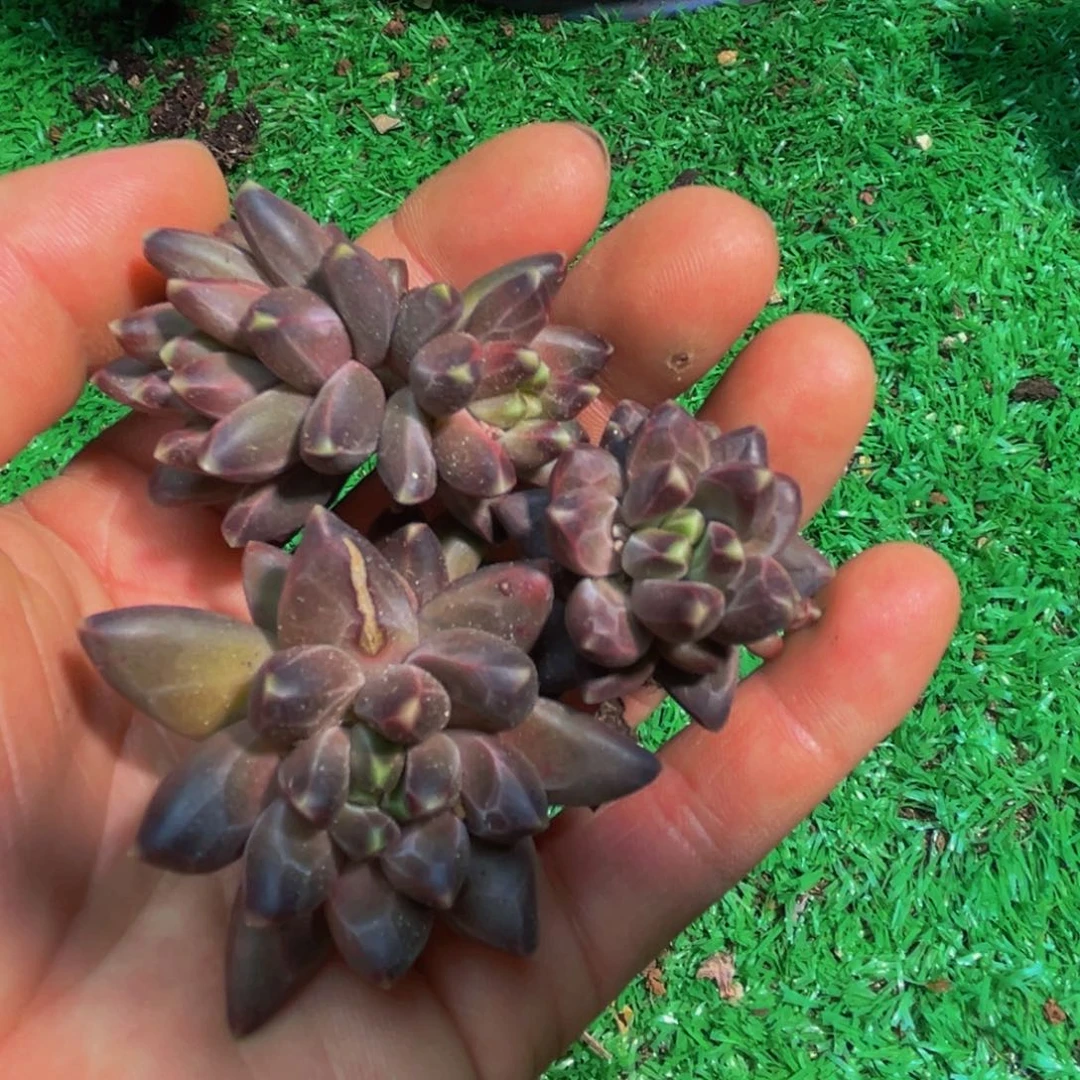 多肉植物一物一拍