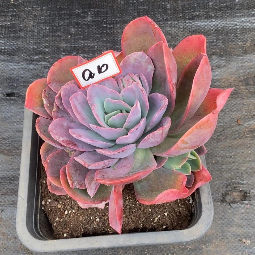 期*.福利大漏a10