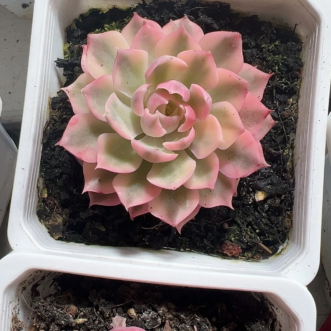 沙漠玫瑰锦多肉植物