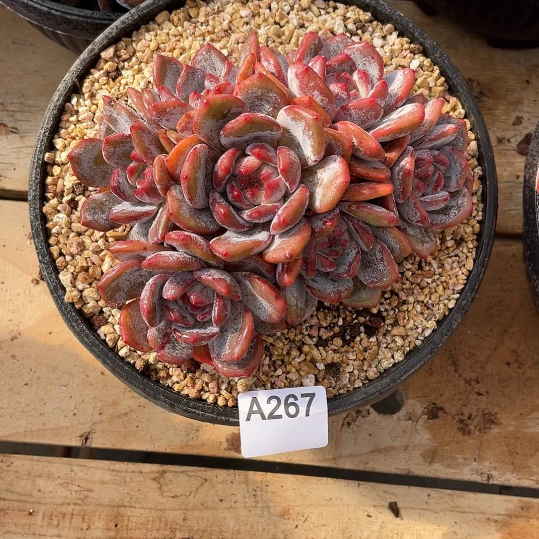 267多肉植物多肉植物