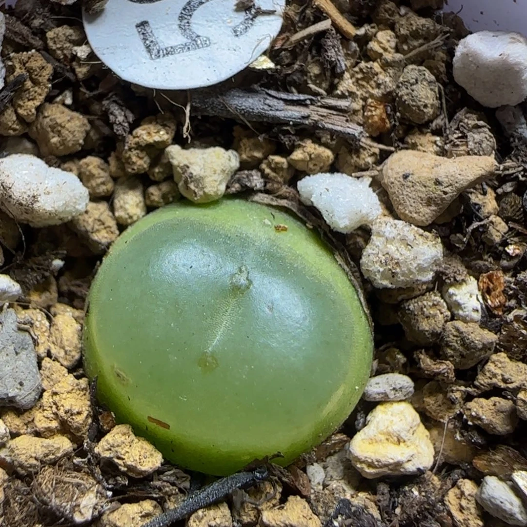 拉登1.4+多肉植物59