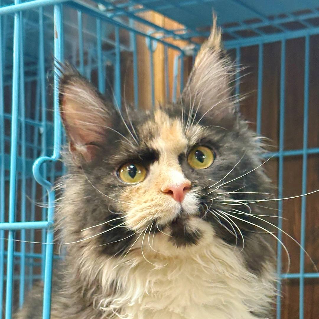 来了姊妹-三花缅因猫-妹妹-42