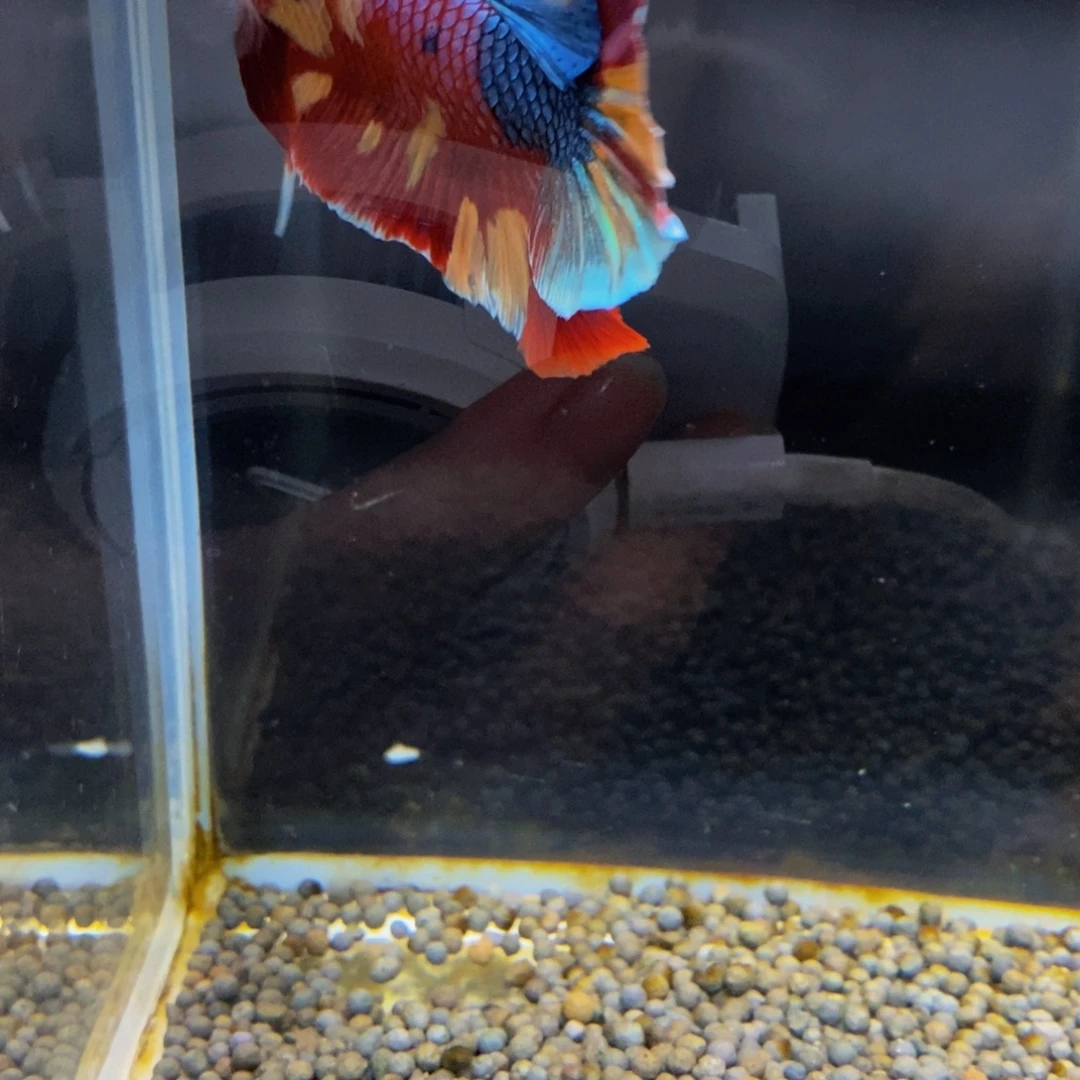 用***6斗鱼269巨斗11巨剑