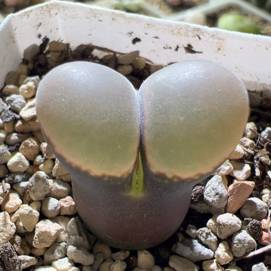 黑体粉窗 厚翻窗 很高级 11