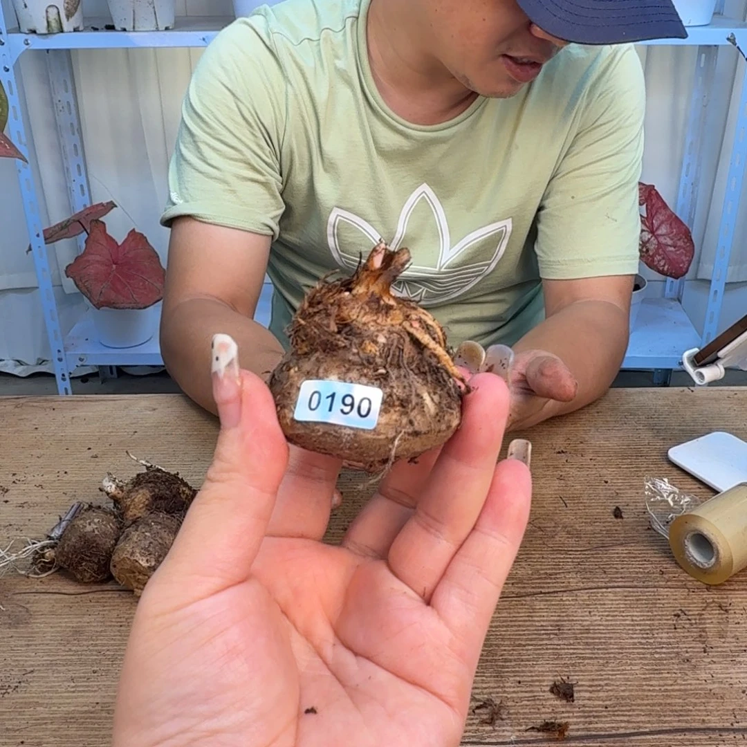 没***豆无花朵小仙女球  5    0190