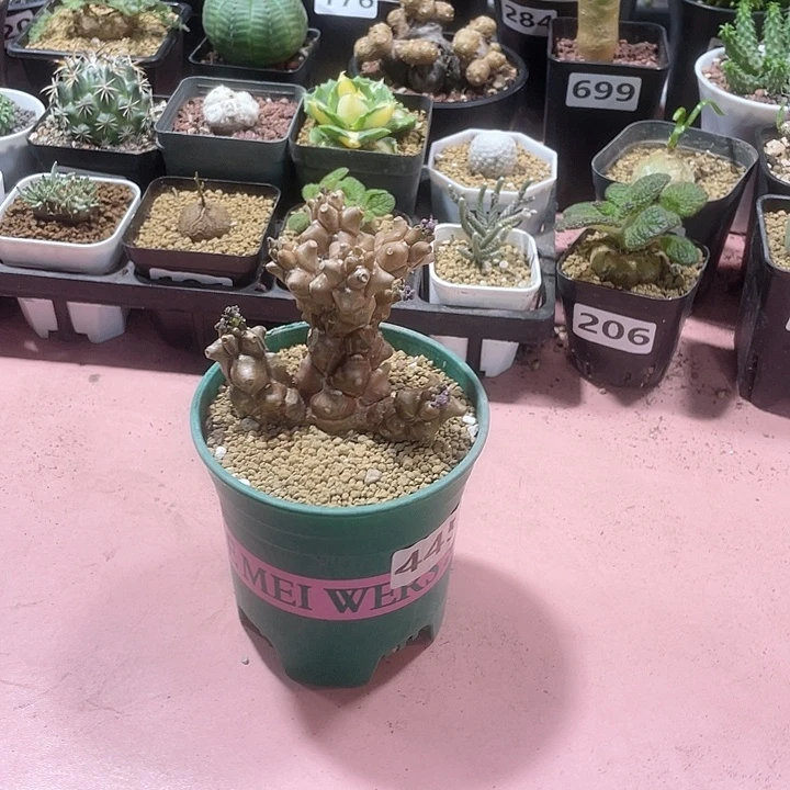 445蛮鬼塔厚墩菊块根