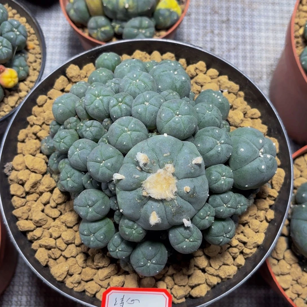 墨**心诗心。       y。