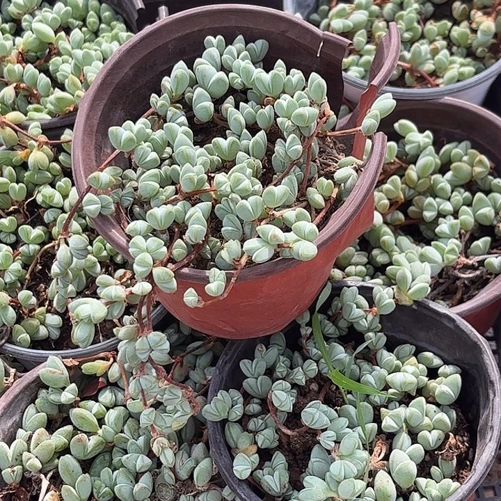 碧玉莲随机2盆一组发随机