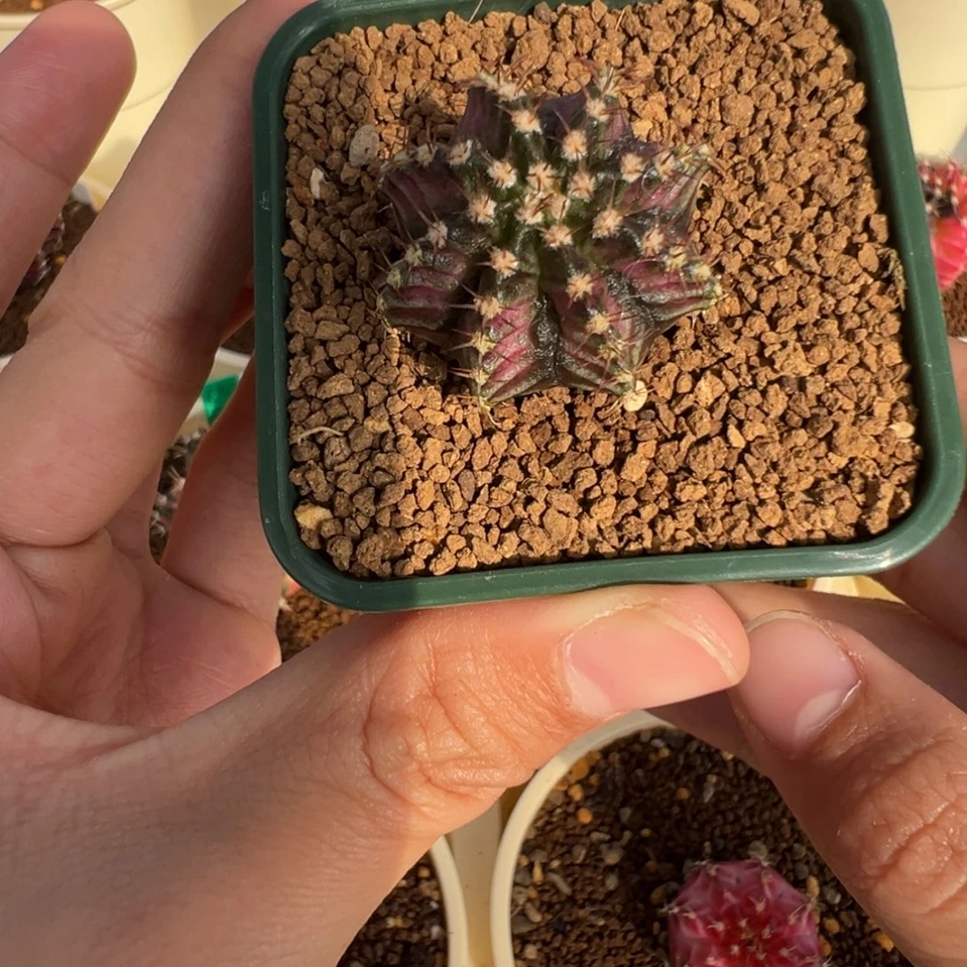 56 好看的米哈冲冲冲