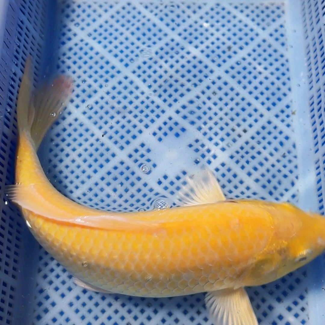锦鲤包邮包损精品锦鲤
