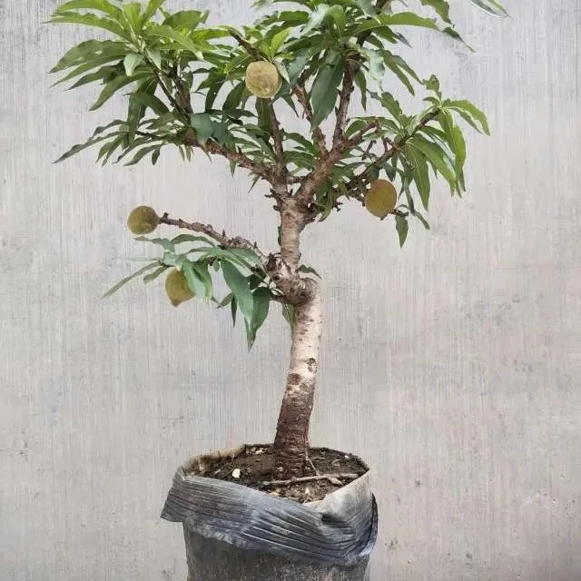 盆栽地栽 桃树苗