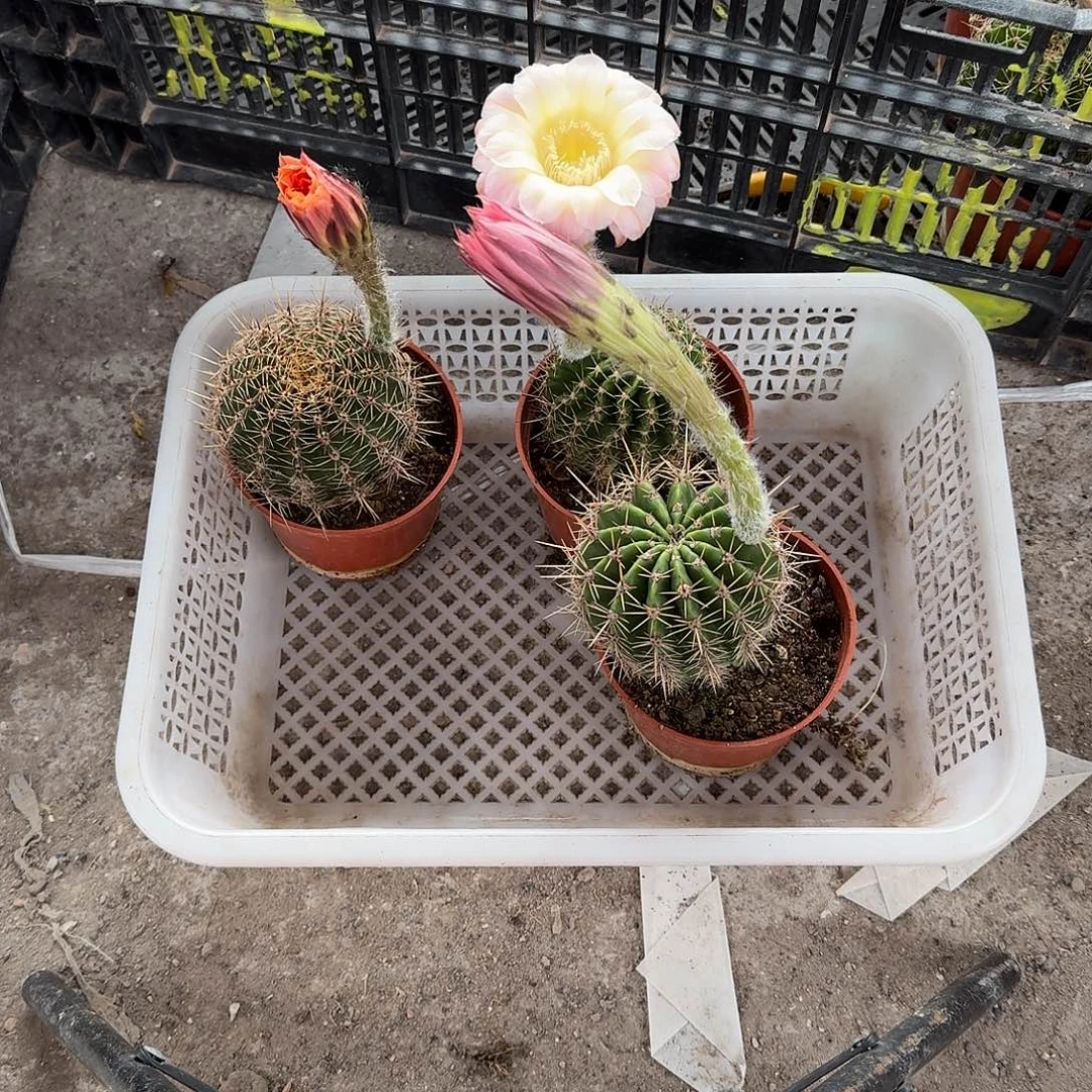 飒***姐无花朵彩草哈哈哈哈哈哈
