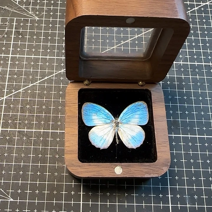 真蝴蝶标本北美胡桃木盒