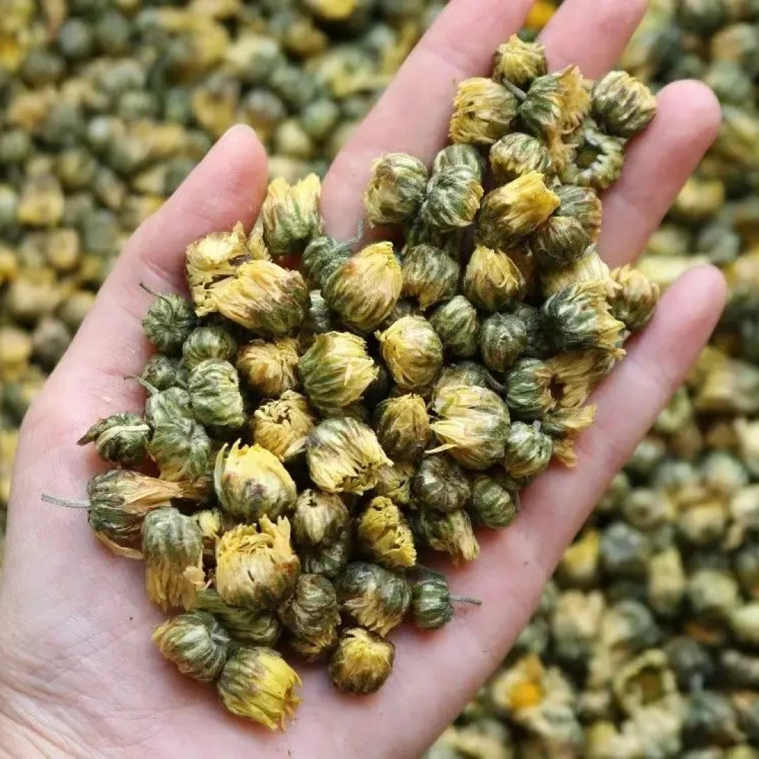 胎菊花清香菊花茶