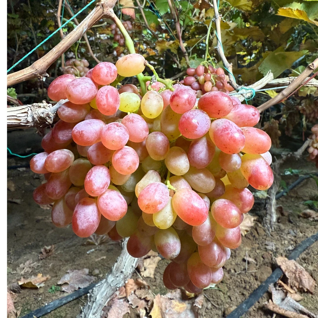 【先下单后采摘】冰美人葡萄 现采现发 皮薄无子 果园现采 包邮到家