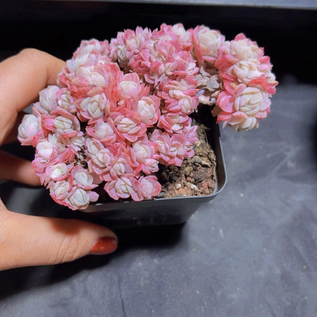 Y**a贝瑞，多肉植物