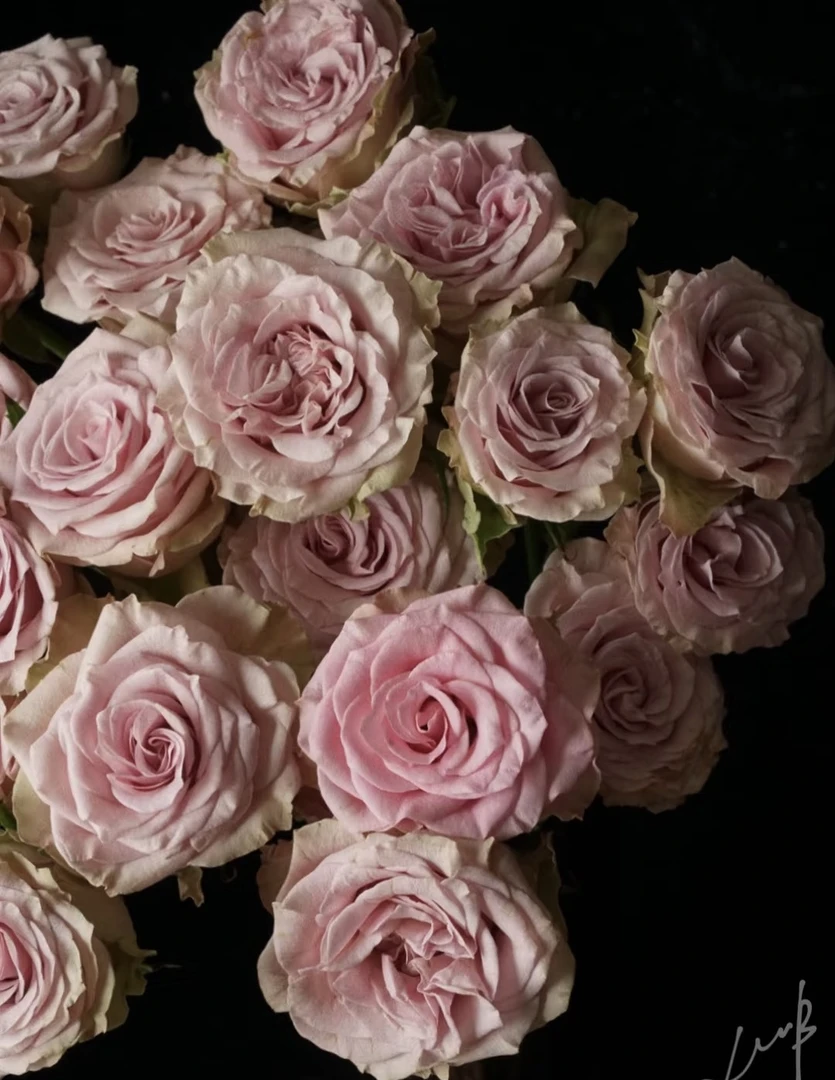 【玖宸花源】复古爱情多头玫瑰 粉紫色花瓣 家庭瓶插花