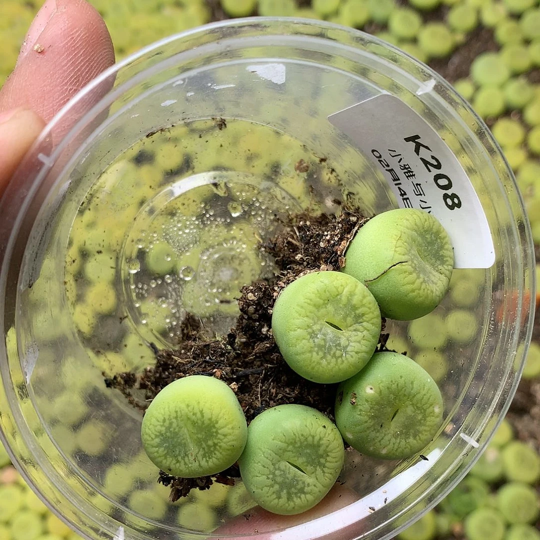 K208多肉植物保护