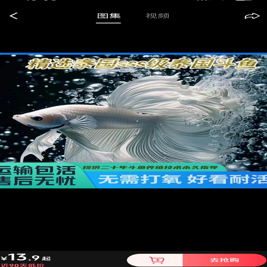 精品sss级泰国婚纱尾斗鱼029-056