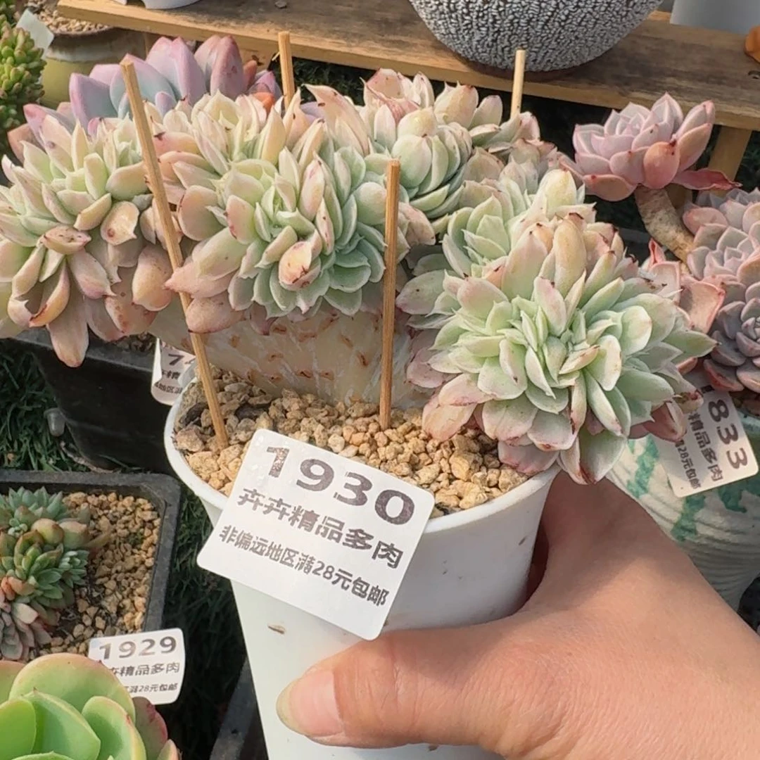 1930一物一拍（满28包邮