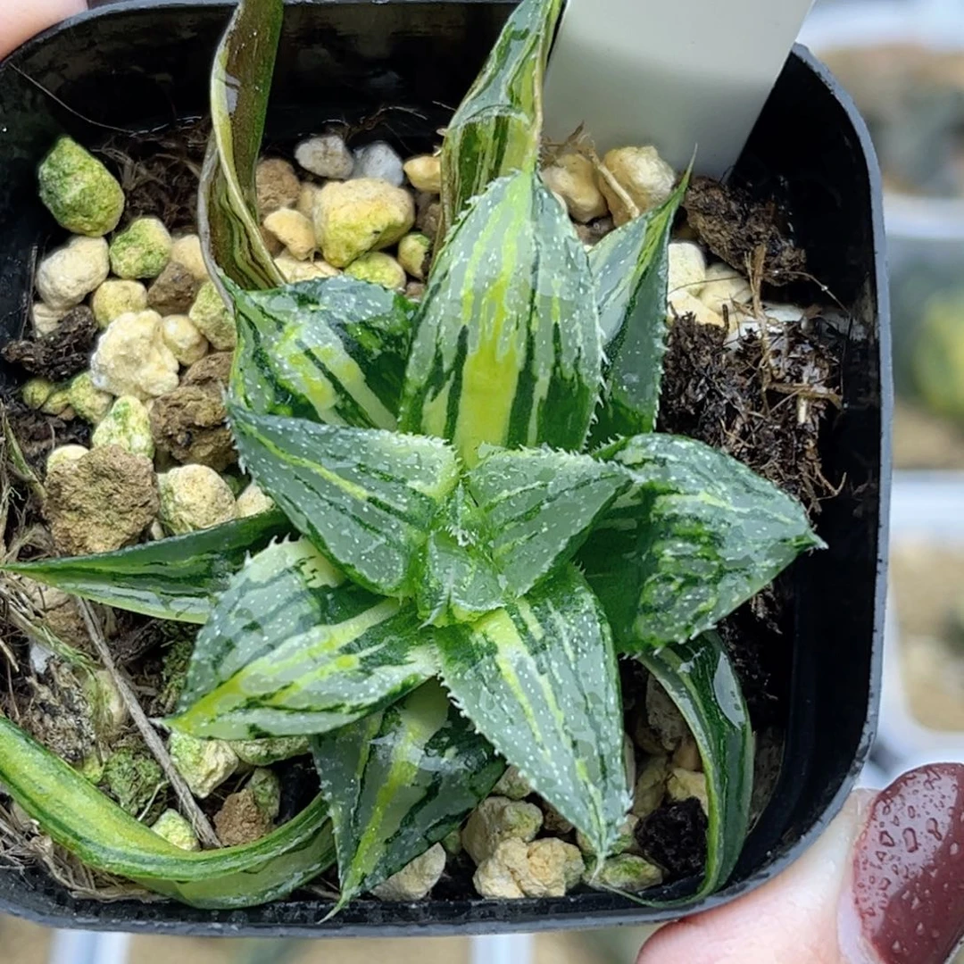 91小白鲨寿锦福利专场