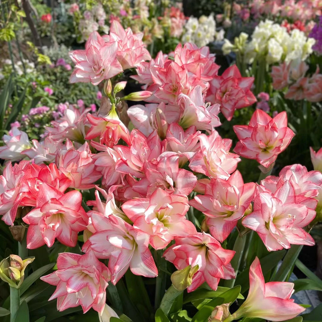 【花孔雀】大花重瓣朱顶红