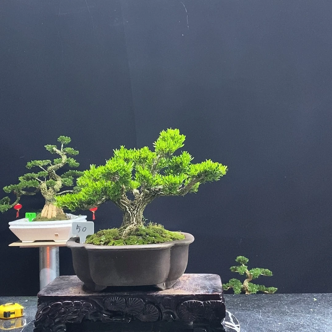 无花朵黄杨盆景艺术