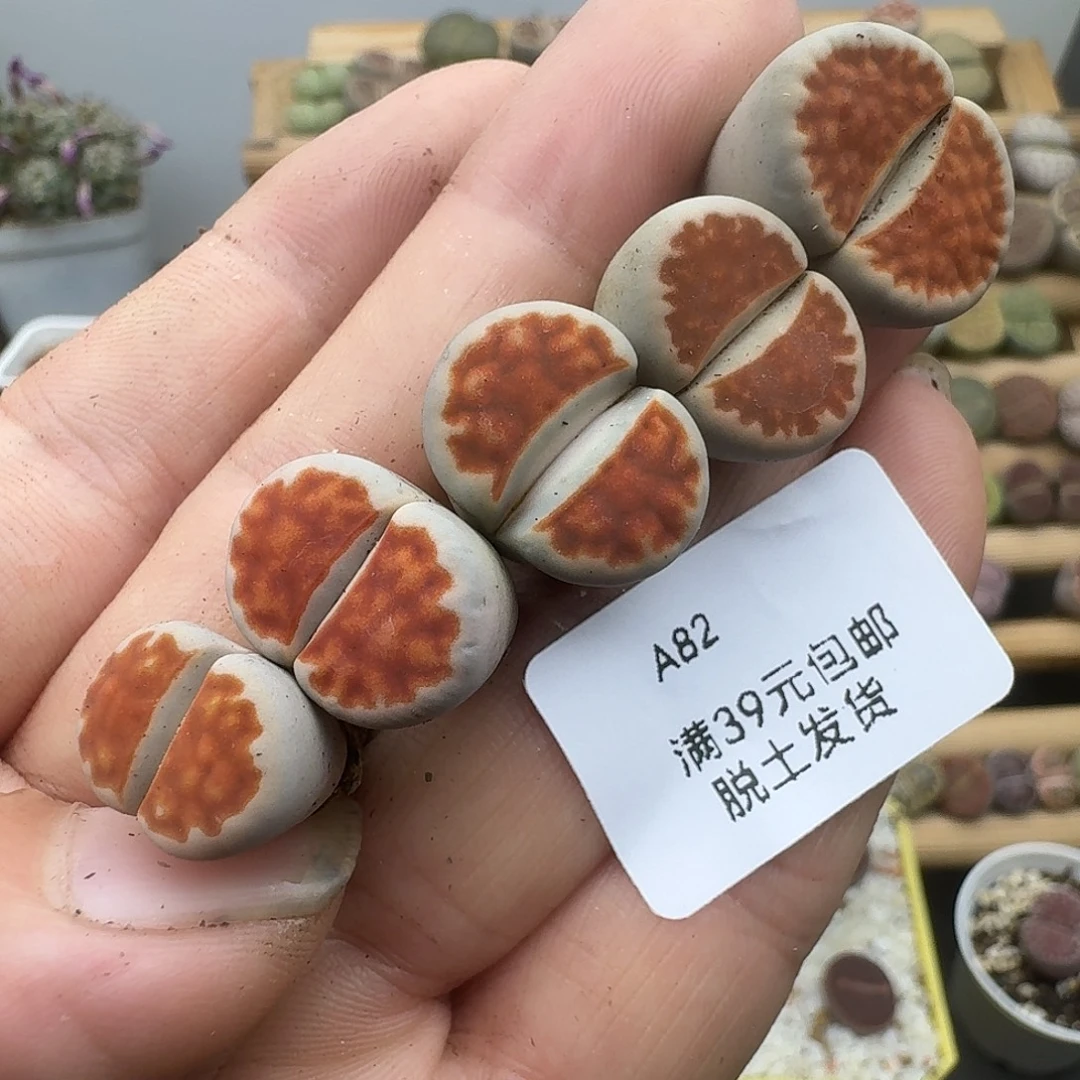 82多肉哈哈哈哈哈哈哈哈