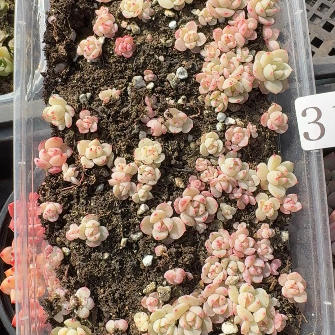 多肉植物多肉植物317