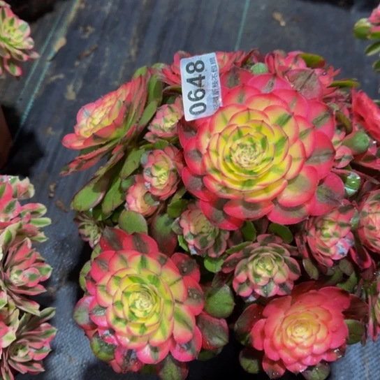 荔枝有段指064888888888