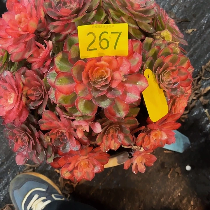 唐***少多肉植物福利267个