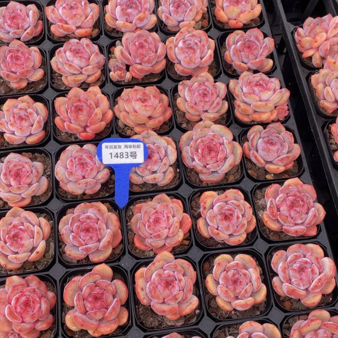 1483号糖心果冻包包韩橙单头一个