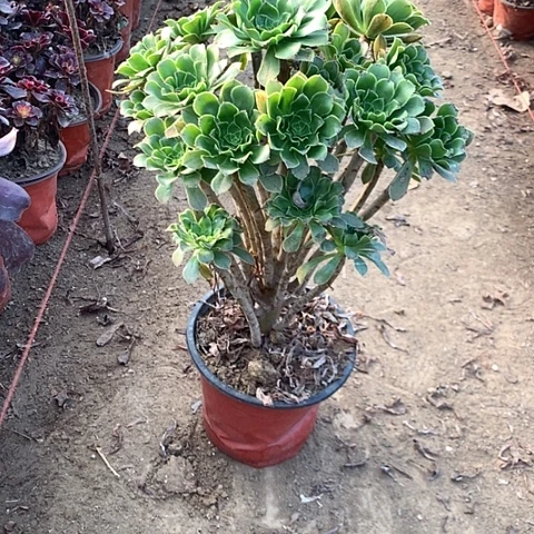 原始绿多肉植物法师2