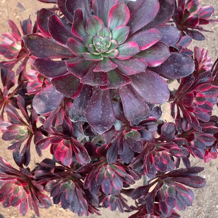 614多肉植物丽娜